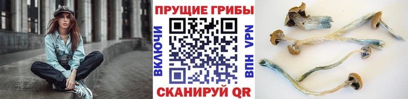 продажа наркотиков  Петровск  MEGA ССЫЛКА  Галлюциногенные грибы Psilocybe 